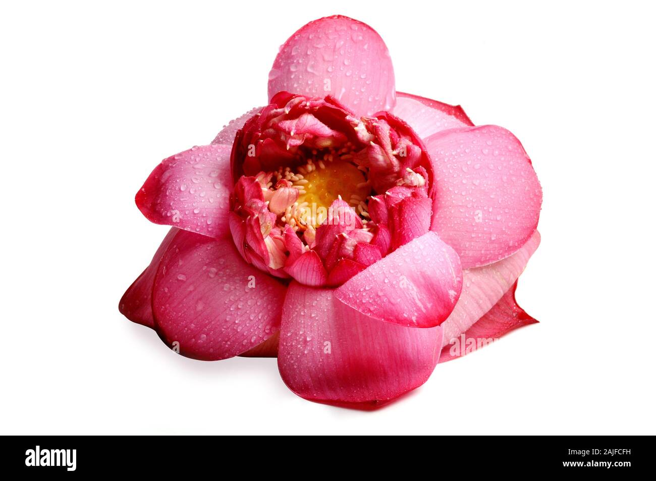 real lotus flower Stock Photo Alamy