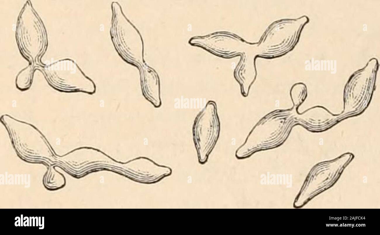 Hardwicke's science-gossip : an illustrated medium of interchange and gossip for students and lovers of nature . Fig. 16.—i. coprogenus. (After Saccardo.) X 500.. Fig. 17.—5. apiculatus. X about 500. Stock Photo