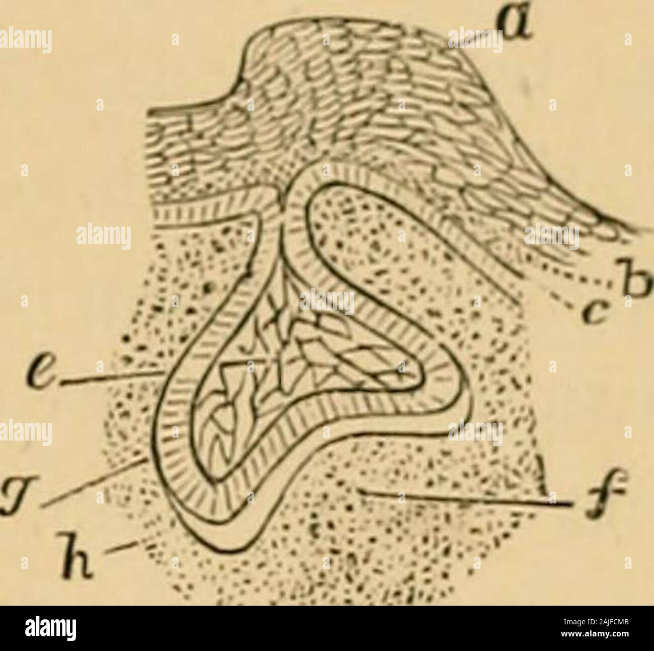 On extraction, with notes on the anatomy and physiology, of the teeth ...