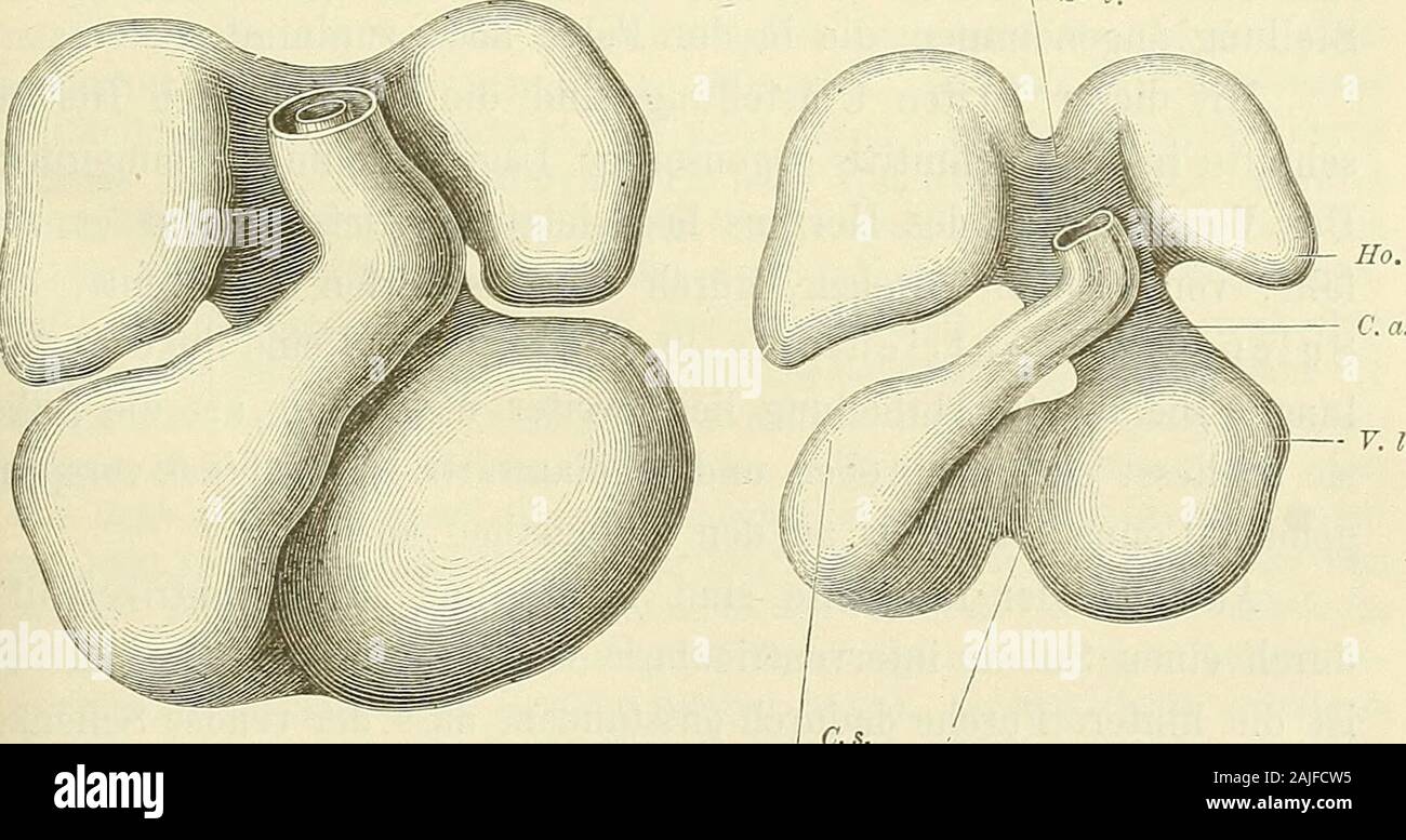Anatomie menschlicher Embryonen . C. s. C. a. F. l. Fig. 85 und 86. Muskel- Tincl Endctliellierz Tom Embryo El. Vergr. 40. C. 5 Conus arteriosns.  S-. V.. Fig. 87 und 88.Muskel- und Endotlielherz vom Embryo E. Vergr. 40. S. v Sinus vestibuli. dem gleichfalls sich aufrichtenden Mittelstück des Herzvorhofes steilin die Höhe. 0 In der beschriebenen Weise finden sich die Verhältnisse bei 1) Man vergleiche auch Text und Figur von Heft I. S. 73, 134 Das Herz. Embryo Bl. Es deckt hier der medianwärts umgelegte rechte Yen-trikelschenkel oder Conus arteriosus, in Verbindung mit dem An-fangsstück des B Stock Photo