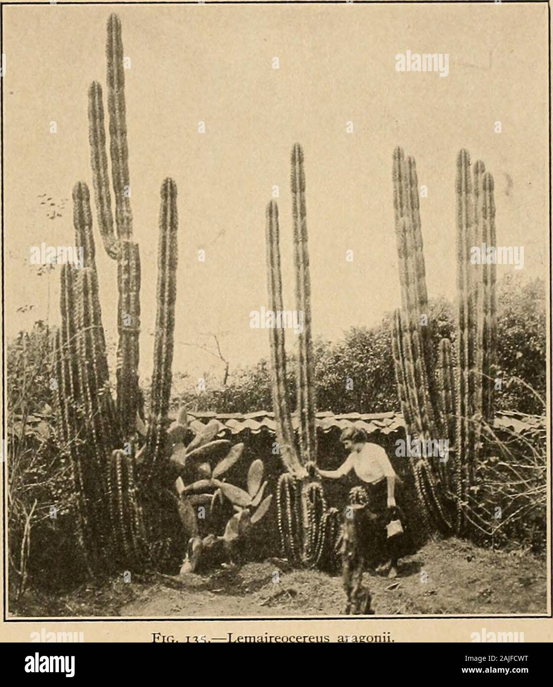 The Cactaceae : descriptions and illustrations of plants of the cactus family . -Iyemaireocereus godingianus. *Riccobono in error spells it tenellianus. LEMAIRE&lt; (CEREUS. 93 times 5 to 6 cm. long; areoles i (. 2 cm. apart; flowers appearing at or near the top of the plant,red, small, narrowly campanulate, about 4 cm. long; ovary bearing small scales subtending wooland bristly spines; fruit red, spiny, globular, about 3 cm. in diameter; spines deciduous; seeds dull,pitted. Type locality: Mexico. Distribution: Southern Mexico. The fruit is known in the markets as joconostle and sometimes as t Stock Photo