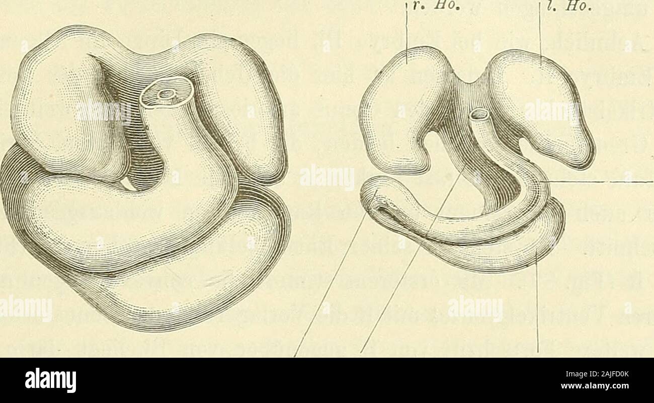 Anatomie menschlicher Embryonen . sen beide nach oben gekehrte Enden nochweit auseinanderstehen und das eine in der linken, das andere inder rechten Körperhälfte sich befinden (Fig. 83 u. Fig. 84). Der einevon den Endschenkeln ist der spätere Conus arteriosus, den an-deren können wir mit entsprechendem Namen als Conus venosusbezeichnen. Dieses Hufeisen krümmt sich in der nächstfolgendenZeit mehr zusammen, sein arterieller Schenkel biegt sich nach vornund zugleich stark medianwärts, und er setzt sich nunmehr durcheine tief einschneidende Furche vom Mittelstück ab. Auch dasvenöse Ventrikelende n Stock Photo