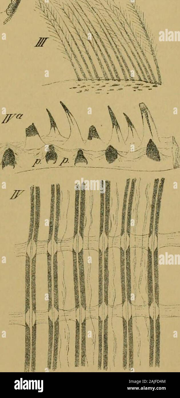 Humboldt; Monatsschrift für die gesamten Naturwissenschaften . 22i:,s.. SrtrEHoit. (tiir 5ifl- V H VLi I ?ifierfuB Bom &luBfreb§ init ben angetlebten &lt;Sicirn (ftor! ucrflr.i. fflei Br. parafttift^e Branclnolidella-tsiev; lici nv. auigelrctcnei iJ^rebsei. - II Olvcilfiiifler uom crftentVufepaate bcs 5I6(rebie^. ji Don bet ^nncnftiitfji: li ooii ber Scilf l c einulnc aSocfleit; ?] eine joldif tm Duerfdjnitt. iStdtler ttcrgrj - III iBorflenteibe fom erften 3fu6paiiteeine* Cancer (ftaif Detgr i. Sei b einaelne aJorite mod] ftdtfcr oerar,). - IV %z futilulierteu .rtitmenftiigen Don Unio. {2ia^ Stock Photo