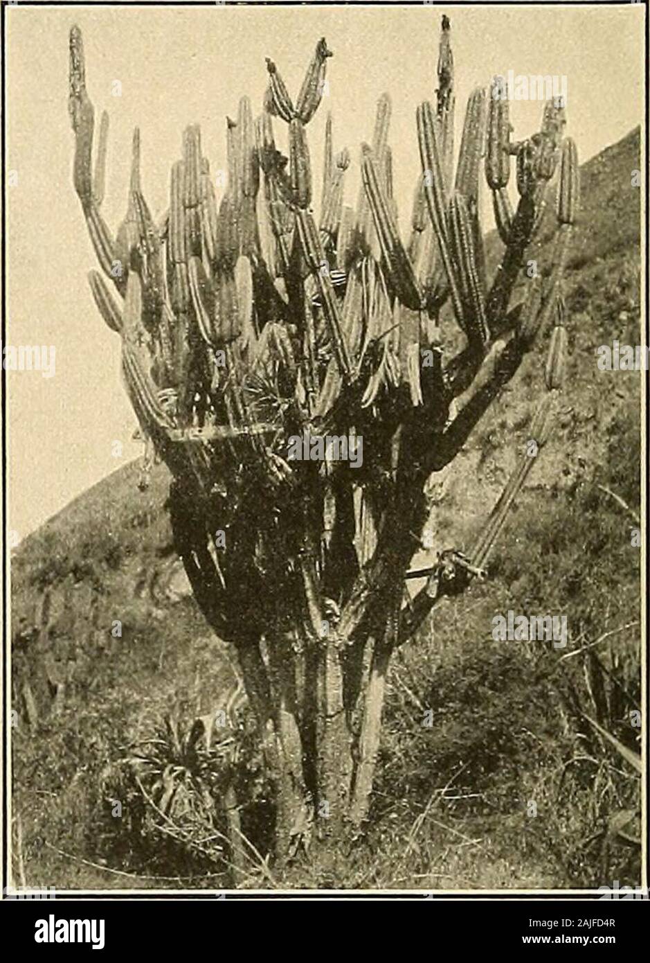 The Cactaceae : descriptions and illustrations of plants of the cactus family . ownvery much. A cristate form of Cereus aragonii was named as a variety (palmatus) by Weber(Bull. Mus. Hist. Nat. Paris 8:456. 1902). Illustrations: Boletin de Fomento Costa Rica 4:117; Iberica 48: 339, both illustrationsfrom the same source as the one used as figure 135. Figure 135 is from a photograph taken by Otto Lutz at Tres Rios, Costa Rica, 1,350meters altitude. 11. Lemaireocereus stellatus (Pfeiffer) Britton and Rose, Contr. U. S. Nat. Herb. 12: 426. 1909. Cereus stellatus Pfeiffer, Allg. Gartenz. 4: 258. 1 Stock Photo