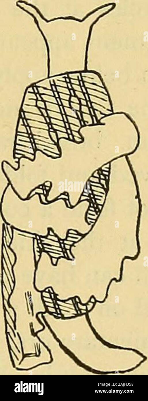 Journal of conchology . C.C &lt;ujl. Oidn.&lt;-. Text Fk;. 3.—Lohiger crawling. One specimen from Chuaka, Zanzibar, dredged in two or threefathoms. The notes on the living animal are as follows :—Generalcolour bright green. Four large wing-like appendages. Shell large,not enclosed in mantle, and marked by thin dark green lines, expand-ing here and there into blue blotches. Foot long and narrow. Partsinside the wings light green ; the wings have an indented margin, anda not very definite white border. Inside this is a light yellow band,and at the base of each indentation is an orange blotch. Th Stock Photo