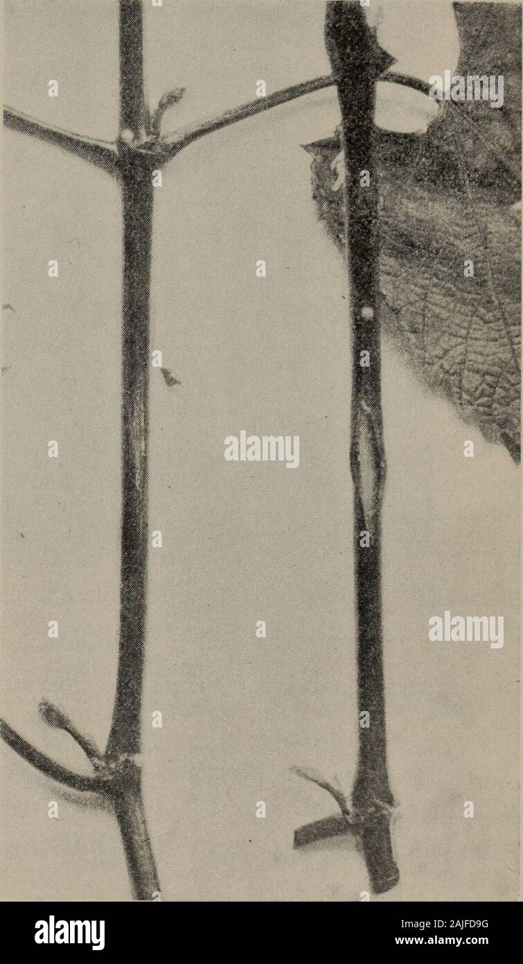 New methods of grafting and budding vines . bud on a node. The green shoot to be used as stock having been chosen, and onthe latter the bud where the graft is to be made determined, the leafon that node is removed (c). Two semi-annular incisions are made(a, &) at the same dis-tances as on the scion, anda single longitudinal cut ismade passing through thebark, dividing the petiole intwo and joining the annu-lar incisions. Then withthe spatula of the graftingknife the bark is lifted onboth sides so as to form twoflaps, as in ordinary bud-ding. The flaps being open,the scion is inserted (d),the f Stock Photo