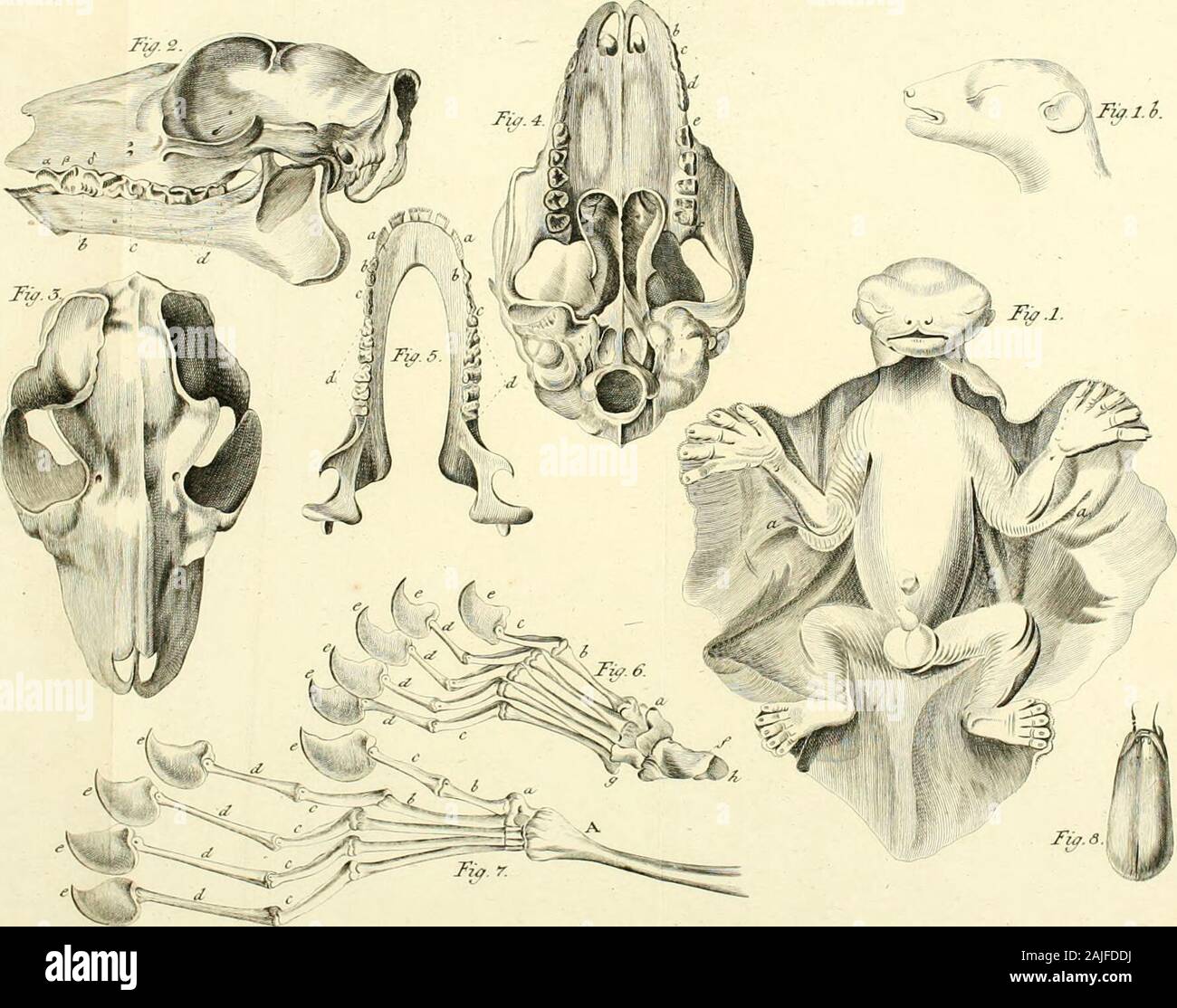 Acta Academiae scientiarum imperialis petropolitanae . diiwAcaJ.Imp. Sc. Frtropol. T&lt;rm W n. Tah WI.. W; Btij}. Sc.Rtnrpol. Tom. IK T. I. Tah. TZ.h Stock Photo