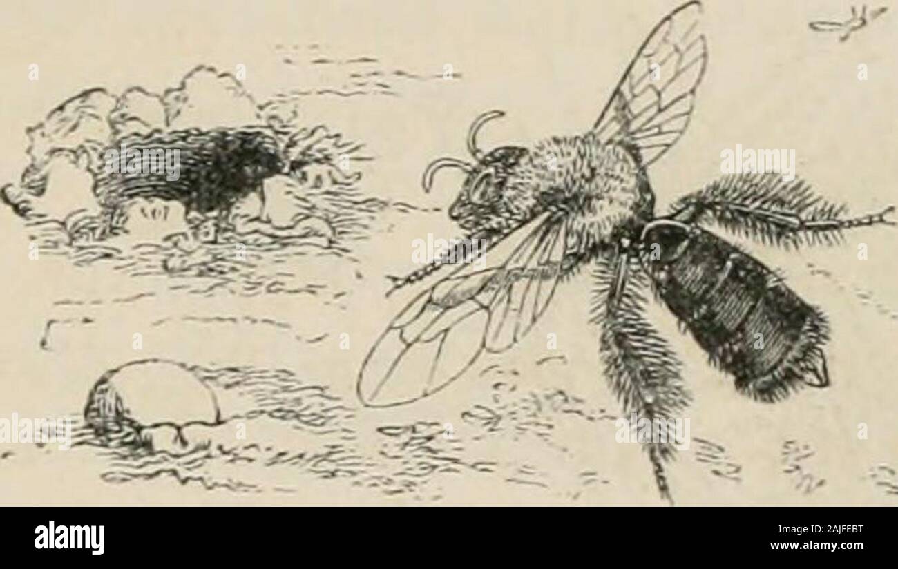 Selected insects hi-res stock photography and images - Alamy