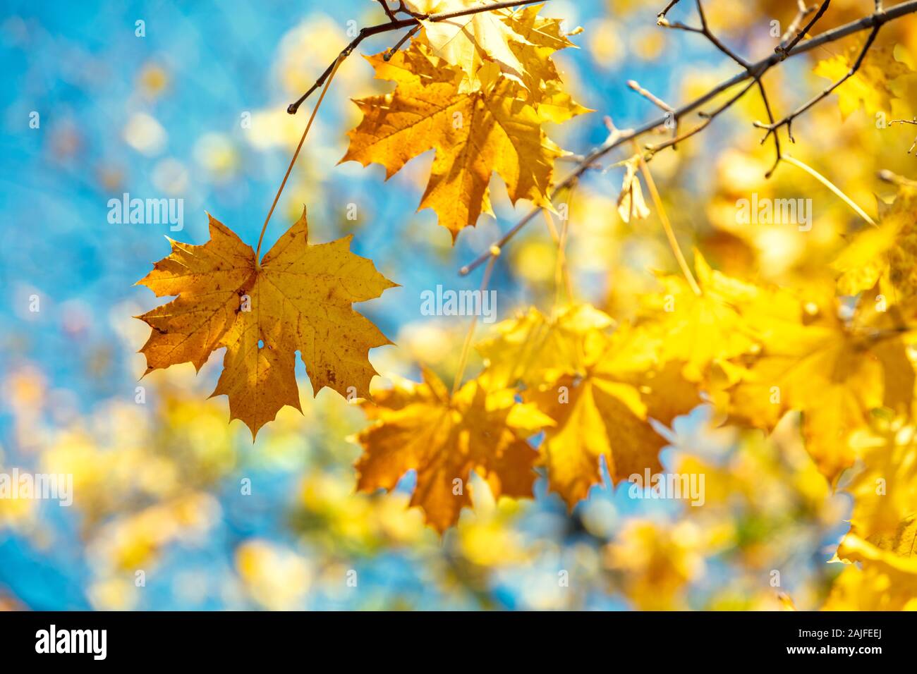 Maple branch with yellow but against a blue sky background. Nature ...