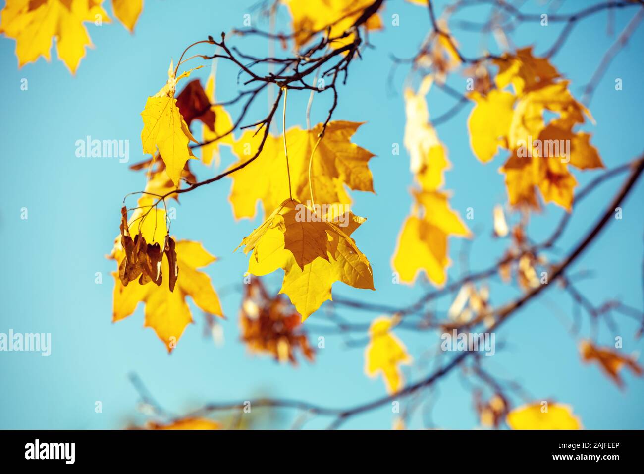 Maple branch with yellow but against a blue sky background. Nature ...