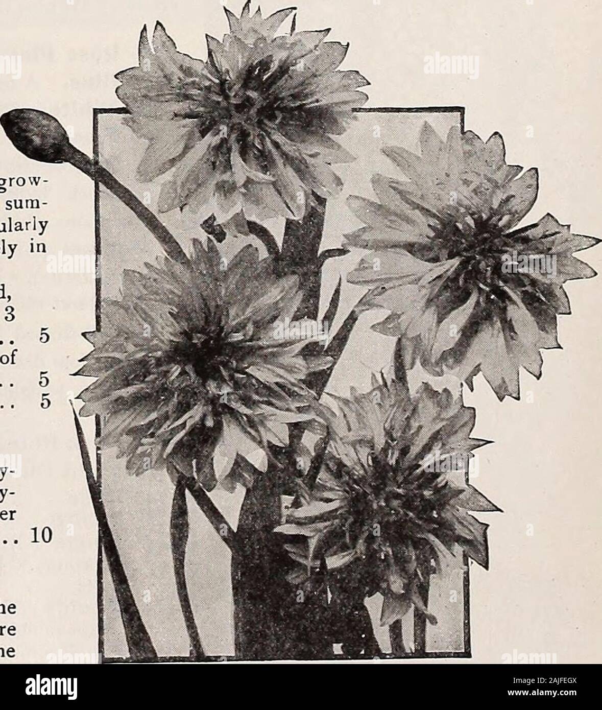 Dreer's mid-summer catalogue 1921 . 10 15 CERASTIUM (Snow in Summer) 1911 TomentOSUm. A very pretty ^dwarf, white-leaved edgingplant, bearing small whiteflowers; hardy perennial 15. Double Blue Cornflower For Complete List and Cultural Notes see our Garden Boole for 1921 HENRY A. DREER, PHILADELPHIA—FLOWER SEEDS 11 CC CEPIIAL,ARIA (Roundheads) Pbr Pkt.1907 Alpina. A hardy perennial which when fully established attains a heightof 6 feet, bearing in June and July delicate sulphur yellow flowers, not un-like the flowers of Scabiosa 10 CHRYSANTHEMUM (Shasta and Moonpennjr Daisies) 1946 Maximum Kin Stock Photo