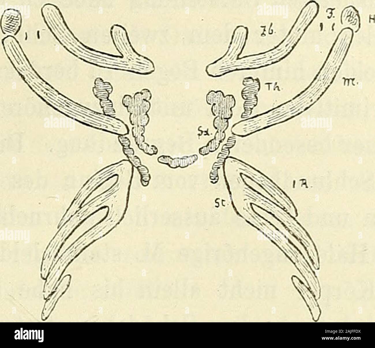 Anatomie menschlicher Embryonen . Verbindung mit der obersten Eippe davonda ist, bezeichnet genügend sicher den Ort des späteren Manubrium.Der MECKELsche Knorpel steigt bis beinahe zur Höhe des oberenBrustbeinrandes herab, er liegt indessen noch etwas vor diesem, daer ja nicht im Kinn ausläuft. Um an diesen Eiguren Lage undRichtung des M. sternocleidomastoideus zu bestimmen, kann mandas Eoramen stylomastoideum benützen, dessen Lage an den Durch-schnitten leicht zu ermitteln ist und das ich an beiden Eiguren ein-getragen habe. Der Ort des Proc. mast. wird etwas seitlich davonzu legen sein. Zieh Stock Photo