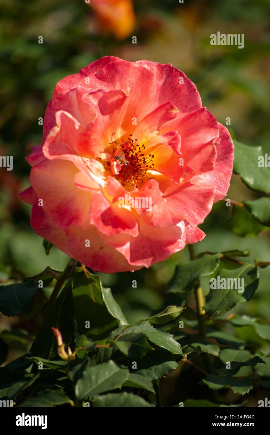 Beautiful gardening flora hi-res stock photography and images - Alamy