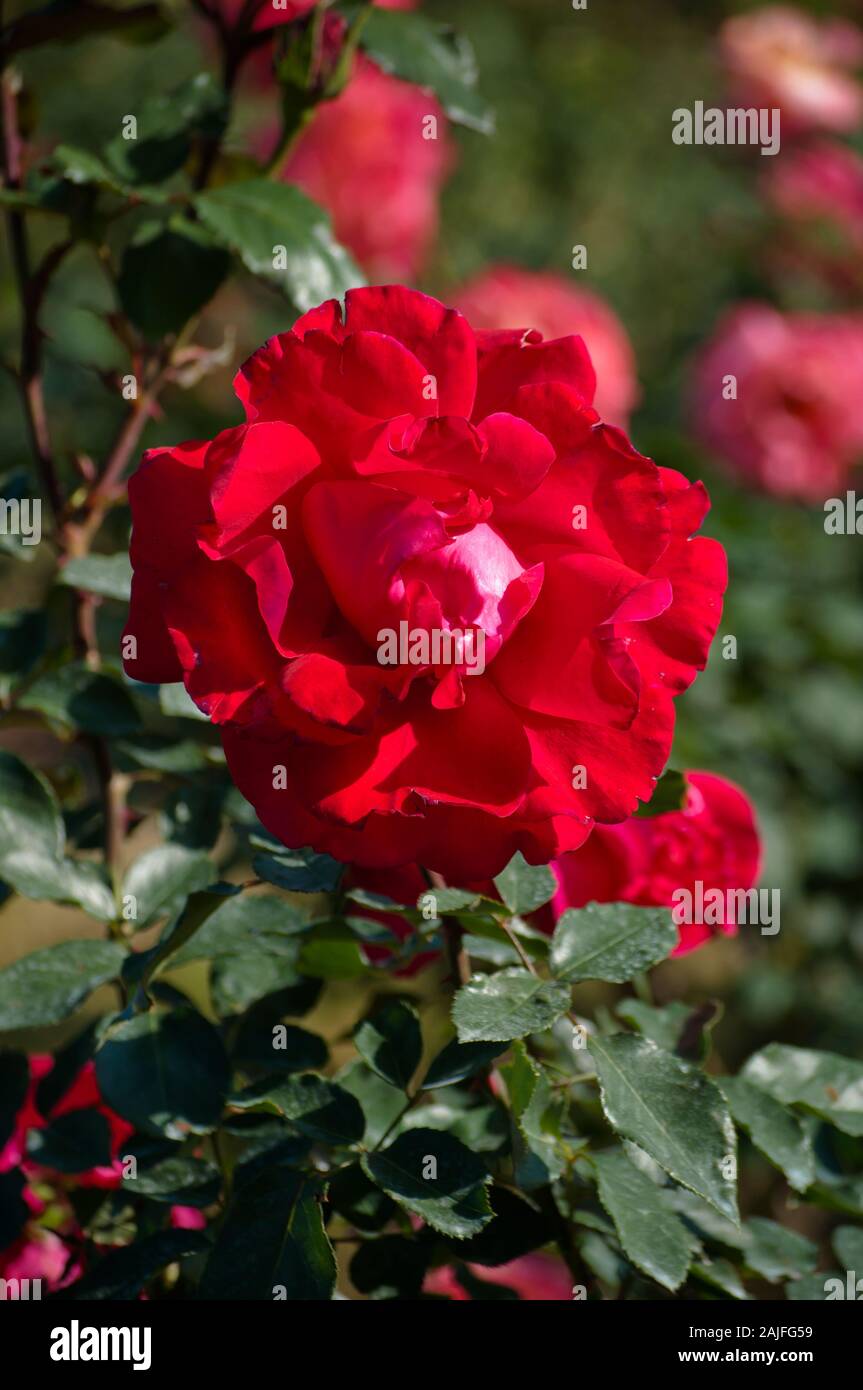 Beautiful roses in the garden Stock Photo - Alamy