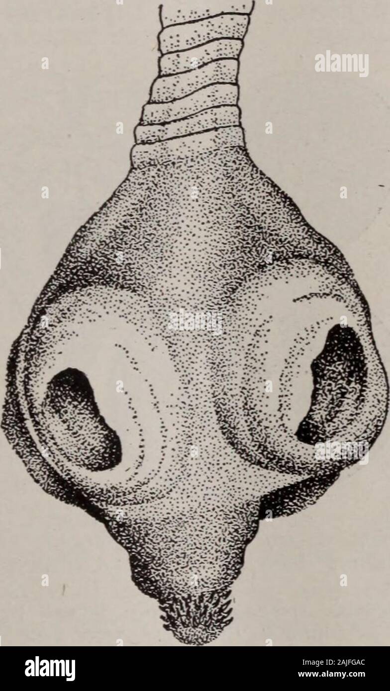 Pediatrics. . 3.—Gravid segment of same, lettering the same as in Fig. 2. AfterDiamare, 1893, pi. 1, Fig. 1. N ovary. Uterus at first represents a reticulum, in the meshes ofwhich are situated the testicles; later it breaks up into egg-sacs orseveral eggs. Eggs with double shell. Adults parasitic in mam-mals. 1 Type species: Dipylidium caninum (Linnaeus). 2Synonyms: Dipylidium Leuckart, 1863; Microtaenia Sedgwick, 1884, INFECTION WITH DOUBLE-PORED TAPEWORM DIPYLIDIUM CANINUM1 (LINNAEUS, 1758). Specific Diagnosis.—Dipylidium: Strobila 15 to 35 cm. long;head small, globular; rostellum club-shape Stock Photo