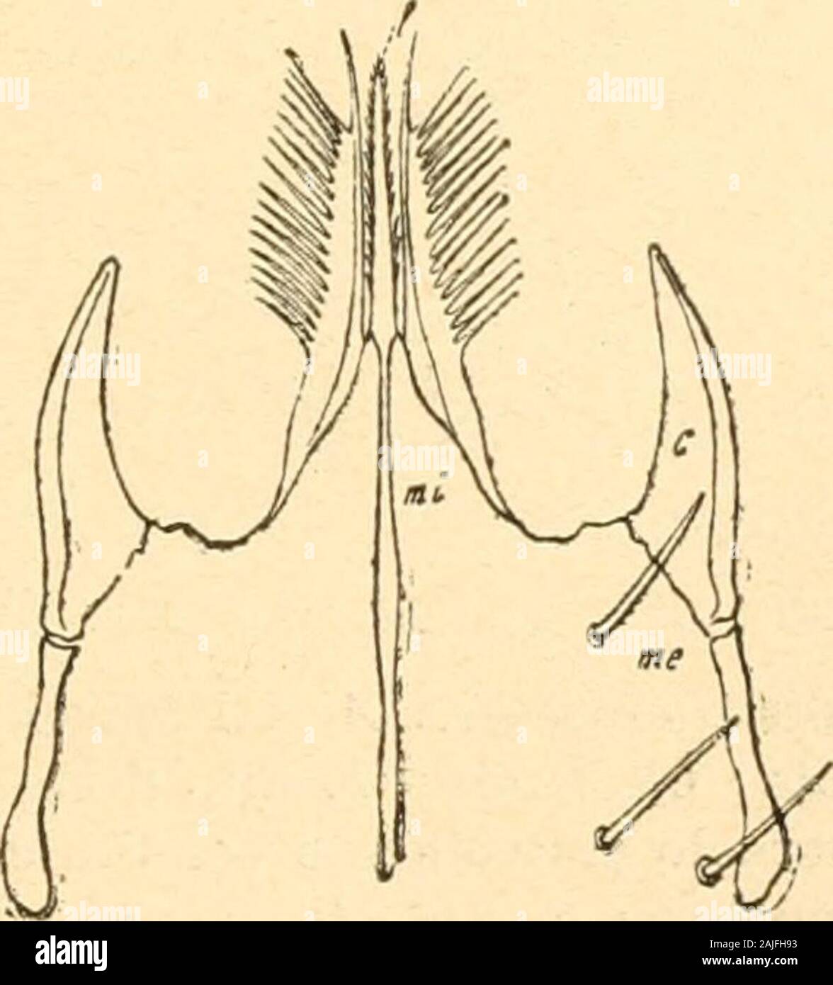 Redia . Fig. 2. — Varie maniere di Eypostoma nei maschi di vari sottogeneri: A, diG. (Pergamasus) crassipes; B, di G. (Gamastis) coleoptratorum; C, di G. {Evgama-sus) excurrens; me, viala maxillae externa (cioè l* articolo dei corniculi labiali);e. corniculi (secondo articolo); mi, mala interna. è Inngo, distinto bene dalle malae inferiores, negli Eugamasus in-vece, come si dirà a proposito di questo sottogenere, il detto ar-ticolo primo fa corpo affatto colle malae interiores, è quindi assaipoco deiìnito e distinto. Chelicen. Invece, di grande utilità è lo studio della chela man-dibolare nei Stock Photo