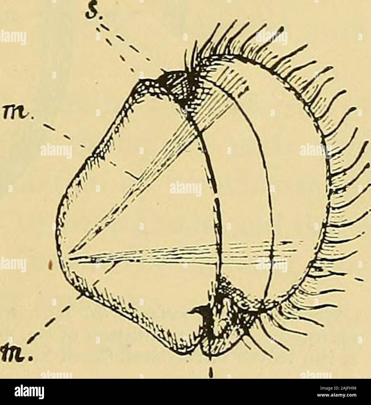 Journal of conchology . 5—ya.. vet Fig. 2. — Larva of Dreissensia