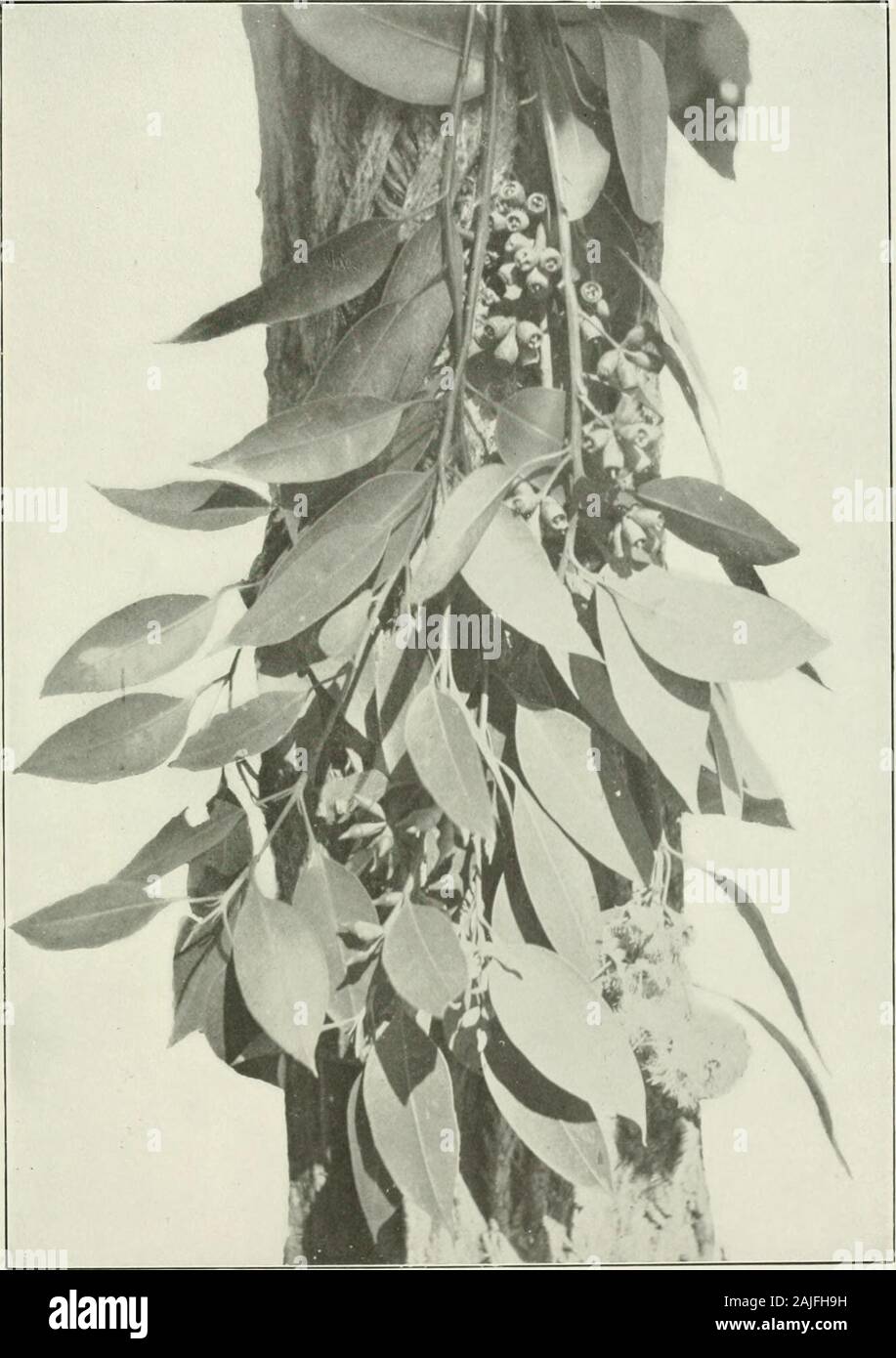 Eucalypts cultivated in the United States . Eucalyptus resinifera. Bui. 35, Bureau of Forestry, U, S. Dept. of Agriculture. Plate LXXIII.. Eucalyptus robusta. 3ul. 35, Bureau of Forestry, U. S. Dept. of Agricuitu Plate LXXIV. ^ 11^ Stock Photo