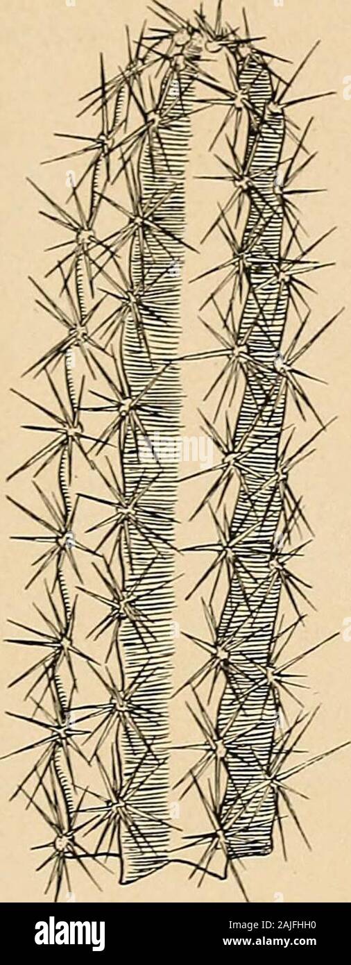 The Cactaceae : descriptions and illustrations of plants of the cactus family . M. E. Eaton dp] 1. Top of flowering branch of Leptocereus arboreus. 2. Top of stem of Lemaireocereus griseus. 3. Fruiting branch of Mediocactus coccineus. (All natural size.) LEPTOCEKEUS. Si 7. Leptocereus sylvestris sp. now Tree-like, up to 5 meters high; joints 2 to 3 cm. in diameter, 5 to 7-ribbed; ribs strongly crenate;areoles 1 to 1.5 cm. apart; spines light brown, long and acicnlar, the longest ones 9 cm. long; fruitsubglobosc, 7 to 8 cm. long, lacaring clusters of short spines, these early deciduous. Collect Stock Photo