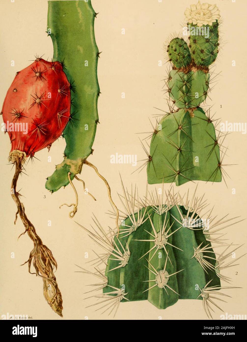 The Cactaceae : descriptions and illustrations of plants of the cactus family . BRITTON AND ROSE, VOL. II. M. E. Eaton dp] 1. Top of flowering branch of Leptocereus arboreus. 2. Top of stem of Lemaireocereus griseus. 3. Fruiting branch of Mediocactus coccineus. (All natural size.) LEPTOCEKEUS. Si 7. Leptocereus sylvestris sp. now Tree-like, up to 5 meters high; joints 2 to 3 cm. in diameter, 5 to 7-ribbed; ribs strongly crenate;areoles 1 to 1.5 cm. apart; spines light brown, long and acicnlar, the longest ones 9 cm. long; fruitsubglobosc, 7 to 8 cm. long, lacaring clusters of short spines, the Stock Photo