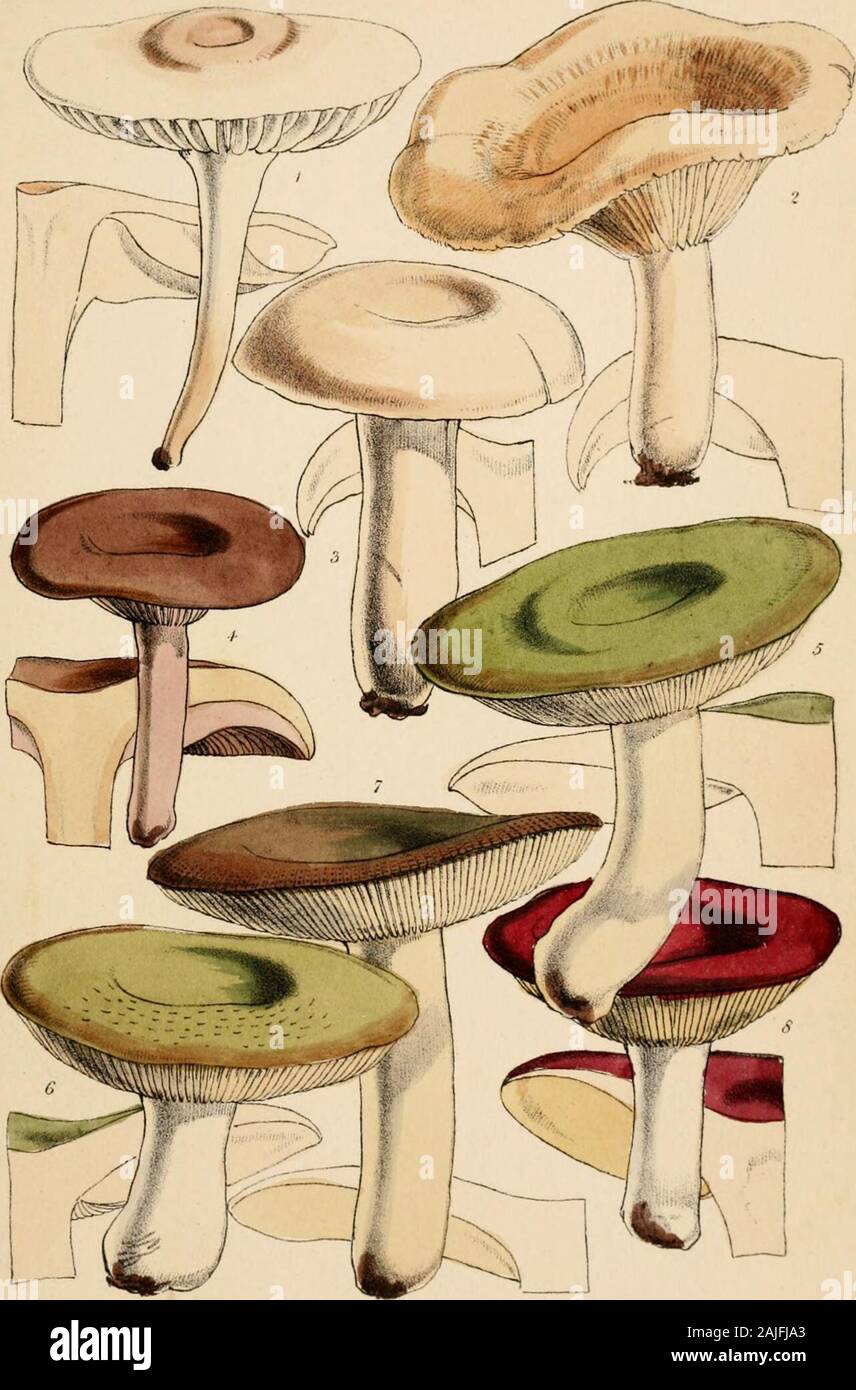 Outlines of British fungology; containing characters of above a thousand species of Fungi, and a complete list of all that have been described as natives of the British Isles . Vine em Broois.Imp Plate 13.. WJircii,dei elLA X^ucenuBrooks Imp .-ae 14. Stock Photo
