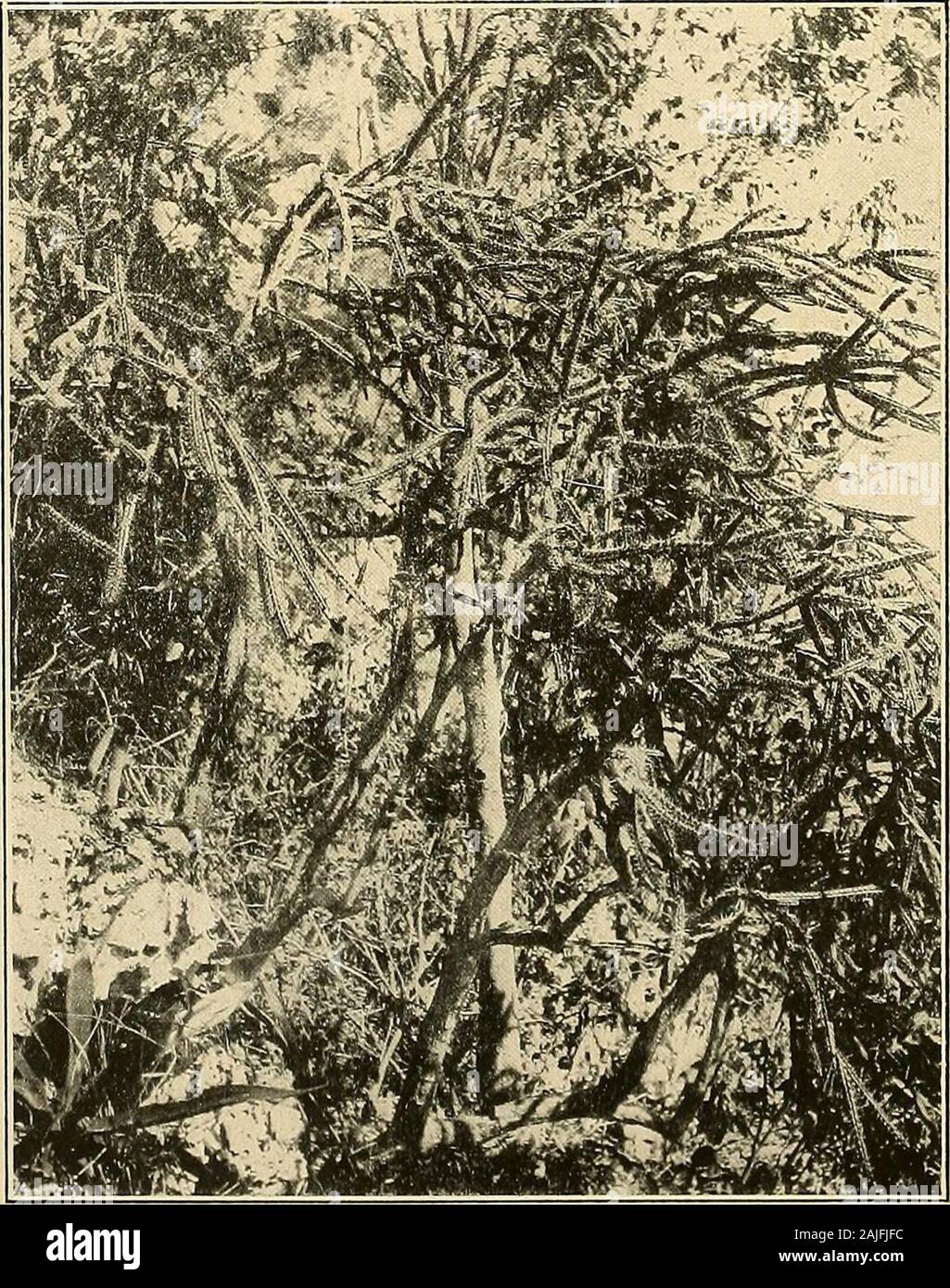 The Cactaceae : descriptions and illustrations of plants of the cactus family . us weingartianus. Figure 112 shows part of a branch of a plant collected by Dr. Rose at Azua, SantoDomingo, in 1913. 2. Leptocereus leonii Britton and Rose, Torreya 12: 15. 1912. Cereus leonii Vaupel, Monatsschr. Kakteenk. 22: 66. 1912. Plant up to 5 meters high, repeatedly branching, the rounded trunk 3 cm. in diameter at thebase, the cortex scaly-roughened; ultimate branches about 1.5 cm. in diameter, slender, elongated,6 to 8-ribbed; old areoles 1 to 1.5 cm. apart in vertical rows, bearing acicular spines; ribs Stock Photo