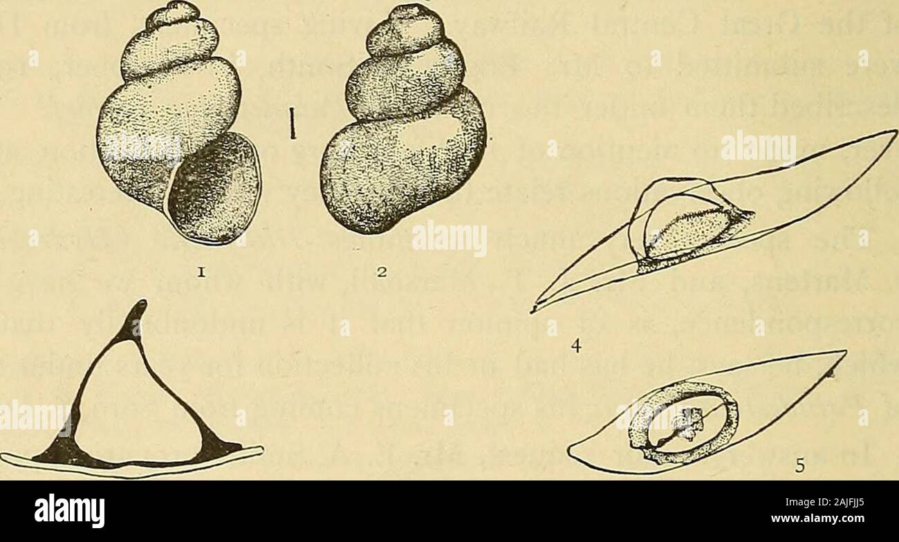 Journal of conchology . ril, 1901. lO JOURNAL OF CONCHOLOGY, VOL. II, NO. I, JANUARY, I9O4. that they might prove to be the ova of P. taylori, adult specimens ofthat species were collected and placed in glass vessels with ordinarytap water. In a very short time the little snails commenced to depositsimilar capsules on the sides of the vessels, thus proving their identitywith those previously observed on the reeds. These egg-capsules, which are deposited singly, are very similar tothose of the North American Amnicola porata, described by Dr. Wm.Stimpson, in his Researches upon the Hydrobiinge a Stock Photo