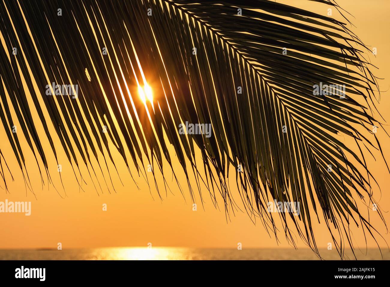 Palm tree in tropical sunset hi-res stock photography and images - Alamy
