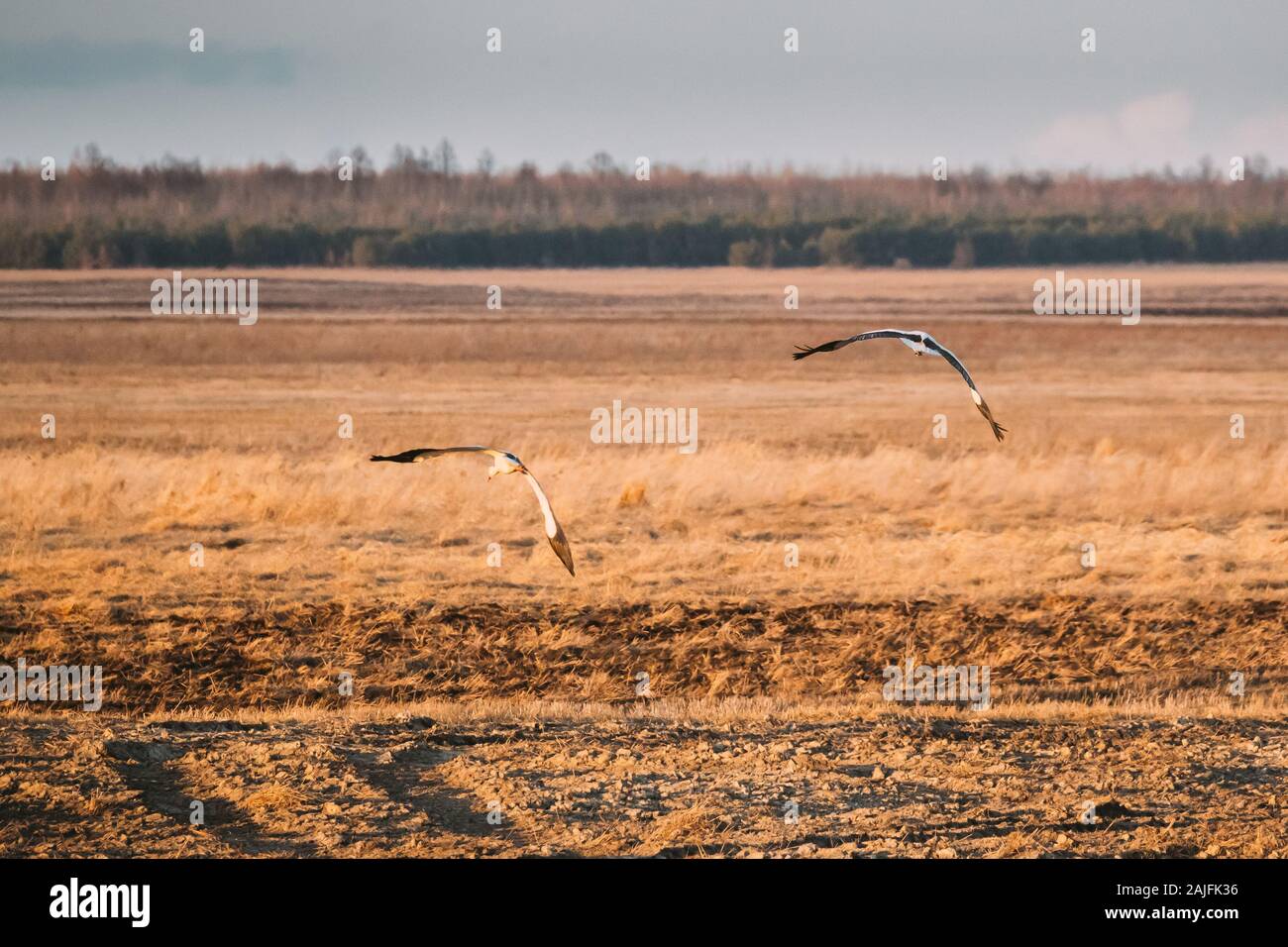 Two European White Stork Ciconia Ciconia Flying Above Spring Field in Belarus. Stock Photo