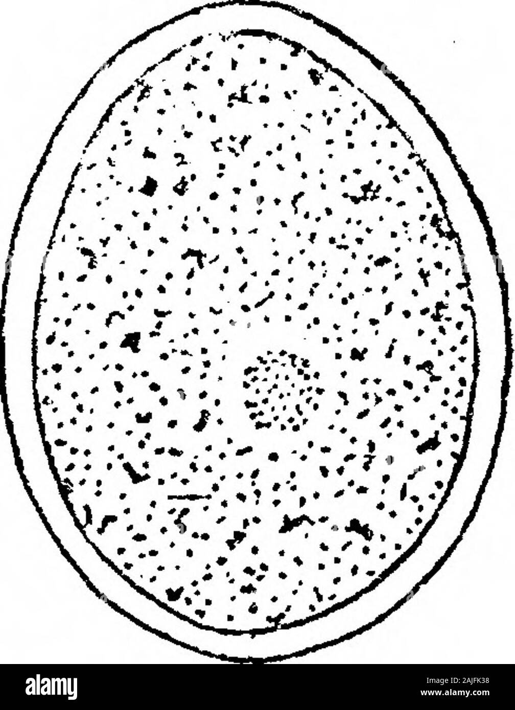 Observations on Coprozoic Flagellates: Together with a Suggestion as to the Significance of the Kinetonucleus in the Binucleata . 396 DE. H. M. WOODCOCK: OBSERVATIONS ON COPROZOIC FLAGELLATES, early in the course of this work. In my dung-cultures I have come across at leasttwo simple, heteromastigine, Bodo -like flagellates, which never show the least signof a kinetonucleus, and are, moreover, in other respects very different from trueBodos, such as caudatus. They are much more like certain of the species describedby Saville Kent under the generic name Heteromita. Incidentally, I may pointout Stock Photo