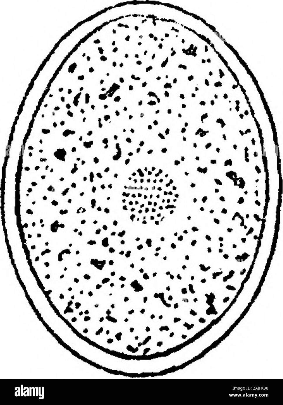 Observations on Coprozoic Flagellates: Together with a Suggestion as to the Significance of the Kinetonucleus in the Binucleata . lengthof C. subtilis is given as about 16 /x, distinctly longer than my form. Bodos with a kinetonueleus (Bodo, syn. Prowazekia) and without one (Heteromitaand Heteromastix, n.g.).—As is well known, the genus Prowazekia was founded forcertain heteromastigine flagellates because of their possession of the binucleatecondition ; apart from this character they greatly resembled Bodo. Alexeieee hassince shown, however, that many species of Bodo, including saltans and cau Stock Photo