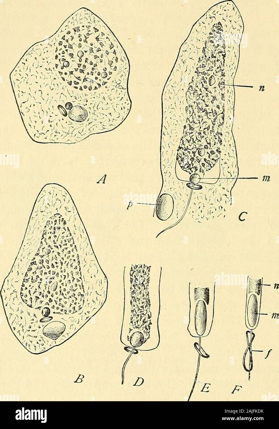 Acrosome hires stock photography and images Alamy