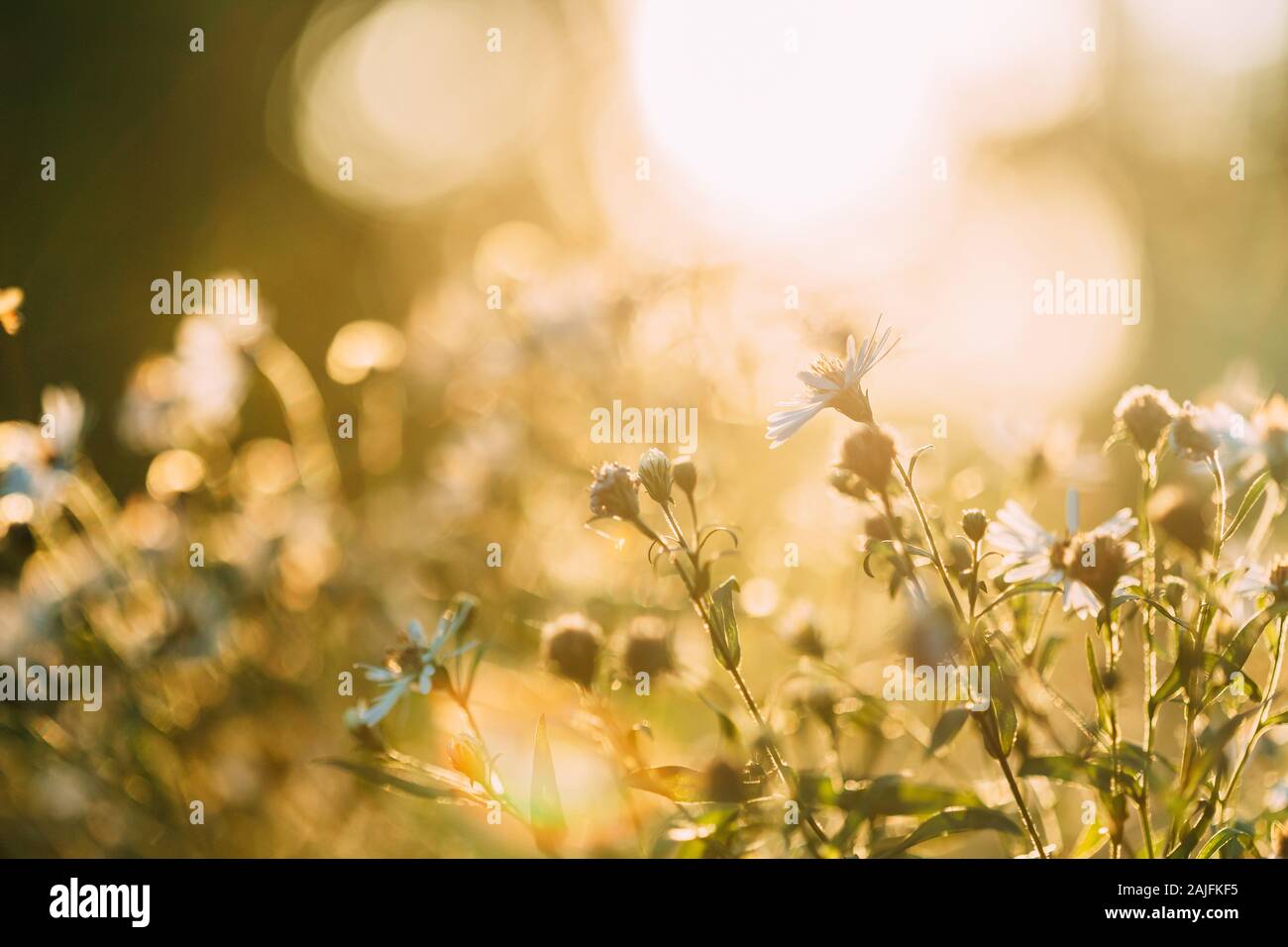 Close up meadow blooming hi-res stock photography and images - Alamy