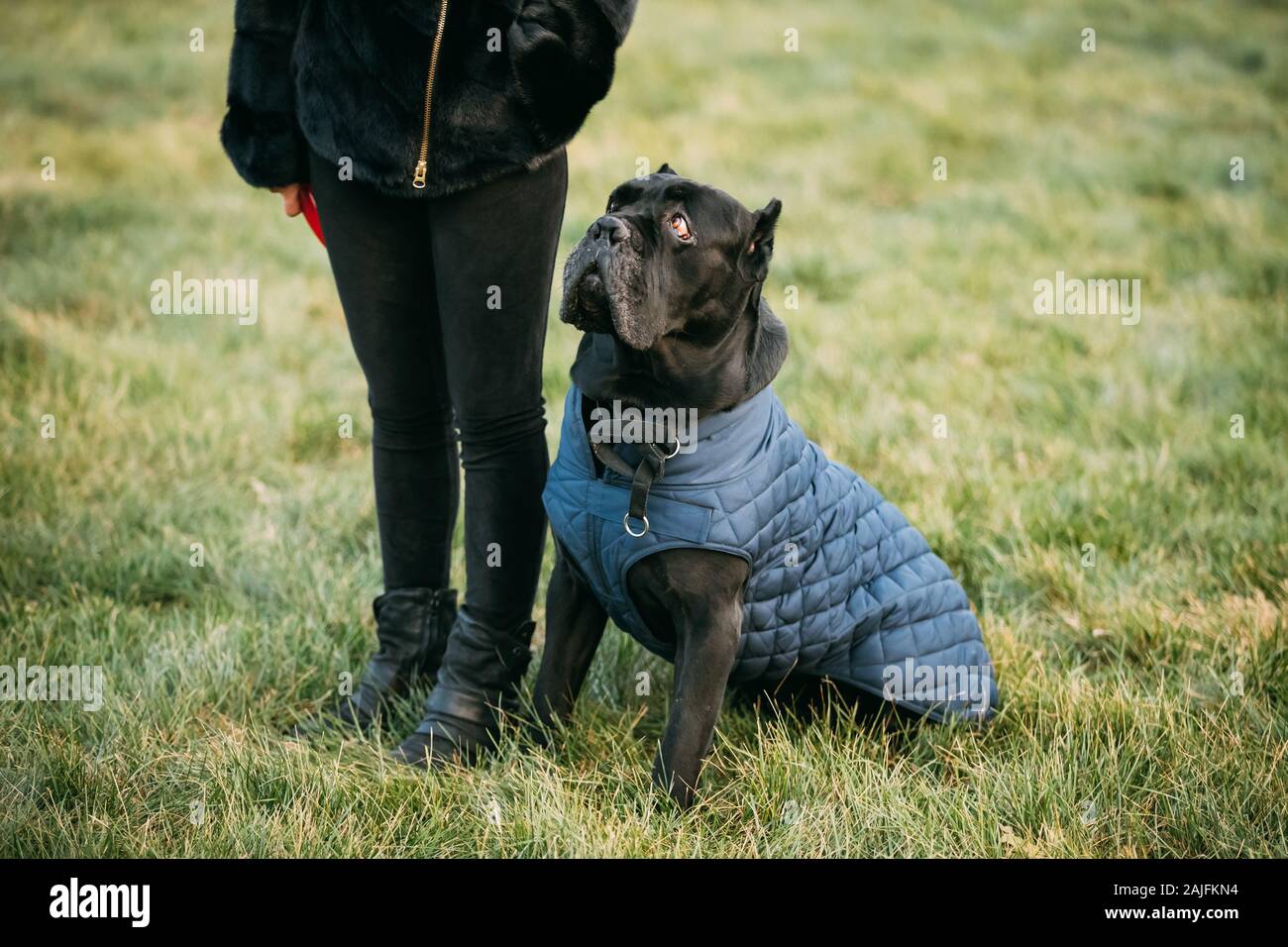 Black Cane Corso Dog Sitting Near Human. Dog Wears In Warm Clothes. Big Dog Breeds. Stock Photo