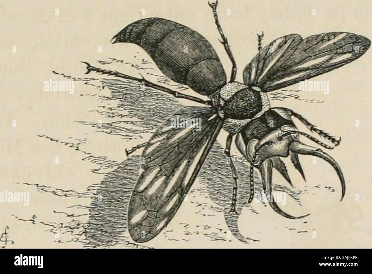 Insects abroad : being a popular account of foreign insects, their ...