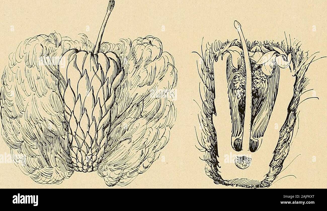 The Cactaceae : descriptions and illustrations of plants of the cactus family . k Botanical Garden,which flowers annually and from which an abundance of flowers has been obtained. Cereus militaris Audot (Rev. Hort. II. 4:307. 1845) and Pilocereus militaris (Salm-Dyck, Cact. Hort. Dyck. 1849. 40. 1850, as synonym) probably belong here. Illustrations: Contr. U. S. Nat. Herb. 10: pi. 18; MacDougal, Bot. N. Amer. Des. pi.16; Xat. Geogr. Mag. 21: 699, as Pilocereus fulviceps; Contr. U. S. Nat. Herb. 12: pi. 66. Plate xi illustrates the top of a flowering plant in the New York Botanical Gardenbrough Stock Photo