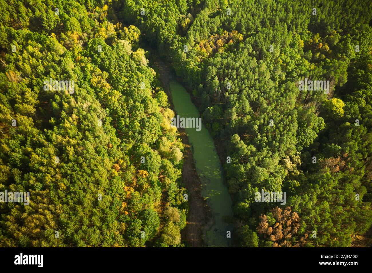 Aerial View Green Forest Woods And River Marsh Bog In Summer Landscape. Top View Of Beautiful European Nature From High Attitude In Summer Season. Dro Stock Photo