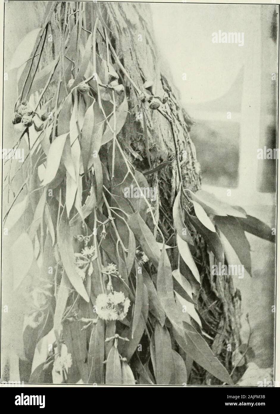 Eucalypts cultivated in the United States . Eucalyptus leucoxylon. Bui. 35, Bureau of Forestty, U. S. Dept. of Agncuitu Plate LXVI.. Eucalyptus macrorhyncha. 35, Bureau of Forestry, (J. S Dept. of Agriculture. Plate LXVII. Stock Photo