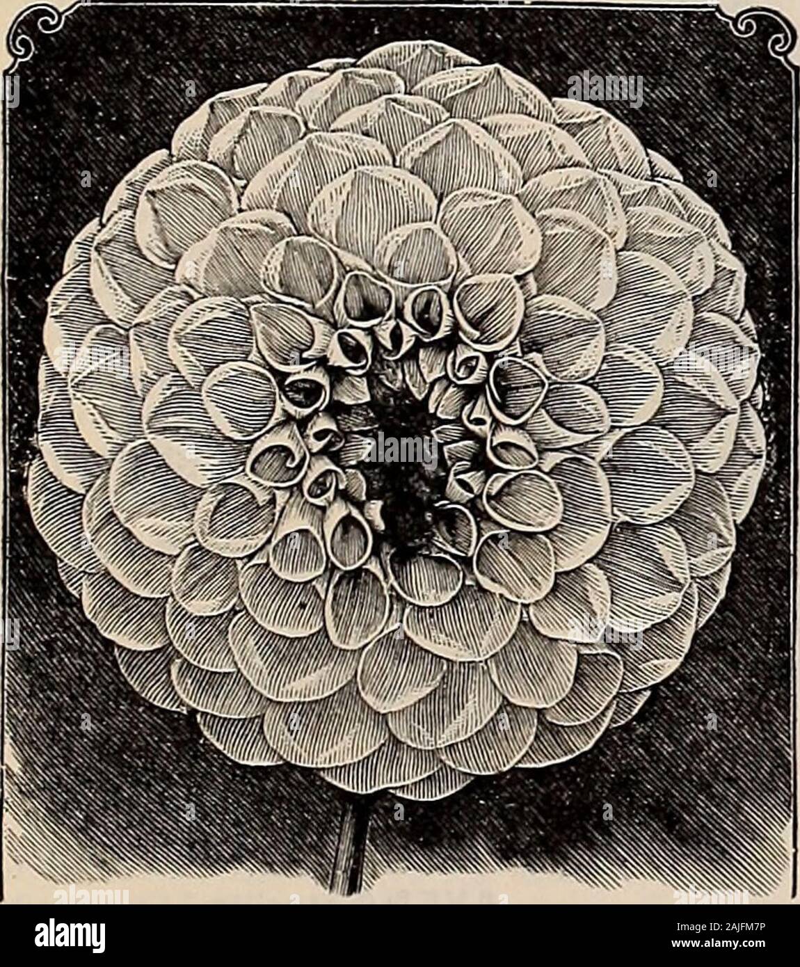 Beckert's garden, field and flower seeds . kings are rich beyond description. Pkt. 10c.Laclntatus (Double Fringed Pink). Large, showy flowers with fringed edges; beauti-fully striped. Pkt. 5 cts.Double Chinese, or Indian. Flowers large, double, in all rich colors. Fine mixed. Pkt. 5 cts., oz. 30 cts.Double White Chinese. Flowers large and showy. Pkt. 5 cts., oz. 35 cts.Hsddewigll grandiflora fl. pi. (Double Japanese Pink). Flowers of immense size andvery double, produced in greatest profusion. Mixed. Pkt. 10c.Eastern Queen. Beautiful rose variety. The flowers are 2 to 6 inches across, splendid Stock Photo