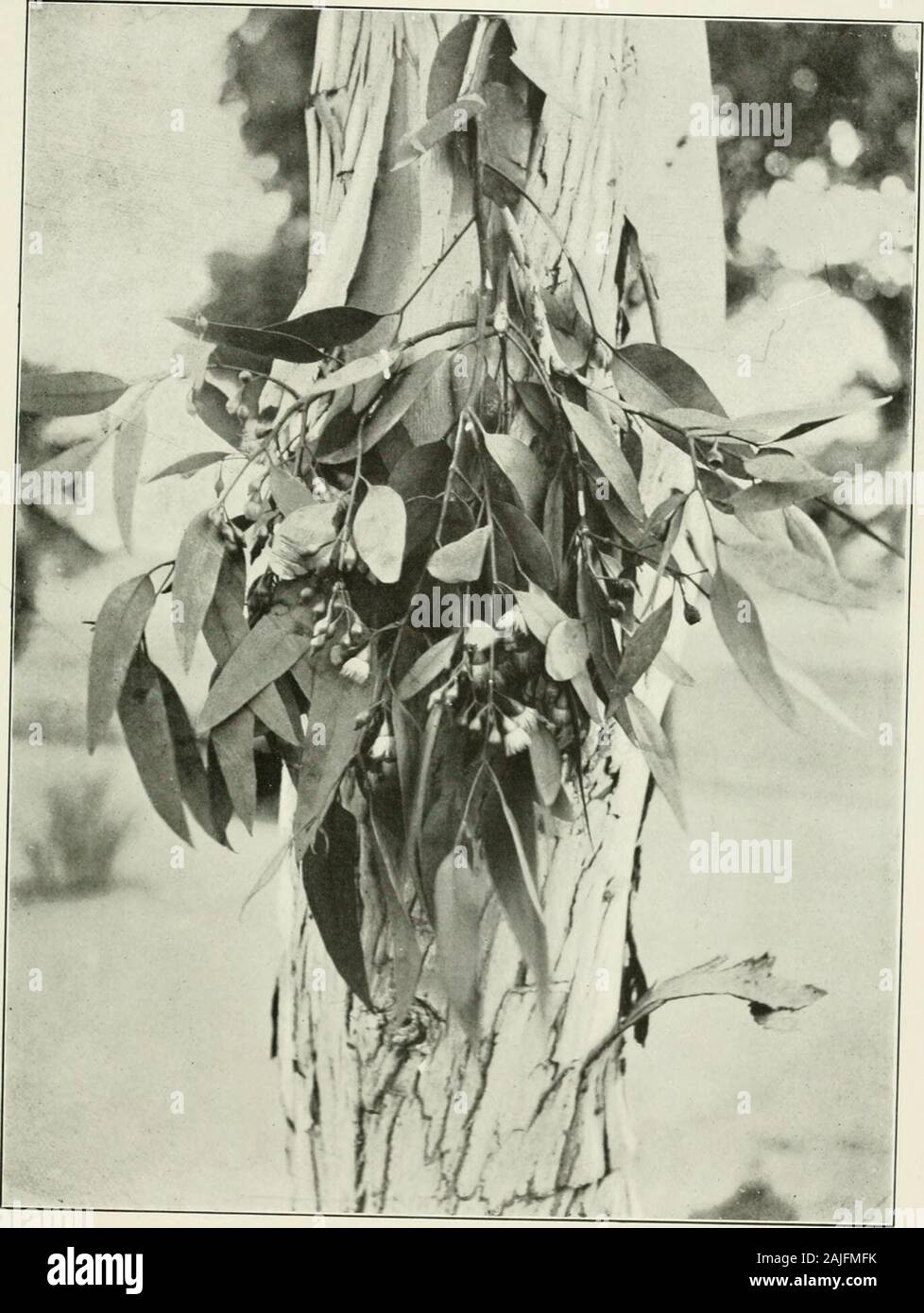Eucalypts cultivated in the United States . Eucalyptus hemiphloi- 3ul. 35, Bureau of Forestry, U. S. Dept. of Agriculture. Plate LXV.. Eucalyptus leucoxylon. Bui. 35, Bureau of Forestty, U. S. Dept. of Agncuitu Plate LXVI. Stock Photo