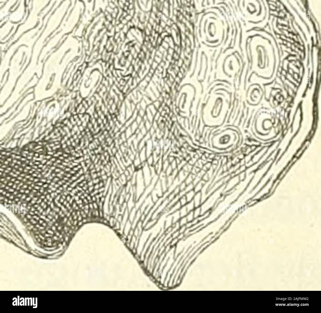 Anatomie menschlicher Embryonen . Fig. 59. Zunge eines Erwaclisenen. Gebiet des Zungenrückens. Zwischen ihnen und der Grenze liegteine 5—8 mm breite Zone, welche durch ihren Papillengehalt nochdeutlich ihre Zugehörigkeit zum Zungenrücken beurkundet. Auchfällt der Convergenzpunkt der beiden lateralen Zeilen von den Papulaevallatae nicht in das Foramen coecum, sondern bis zu 10—12 mmweiter nach vorn. Meistens gehen auch beide Zeilen in sanft geschwun-genem Bogen in einander über. Zwischen dem Arcus papillaris,wie wir die vereinigten Zeilen nennen können, und dem Sulcus Deutung der Theile im ausg Stock Photo