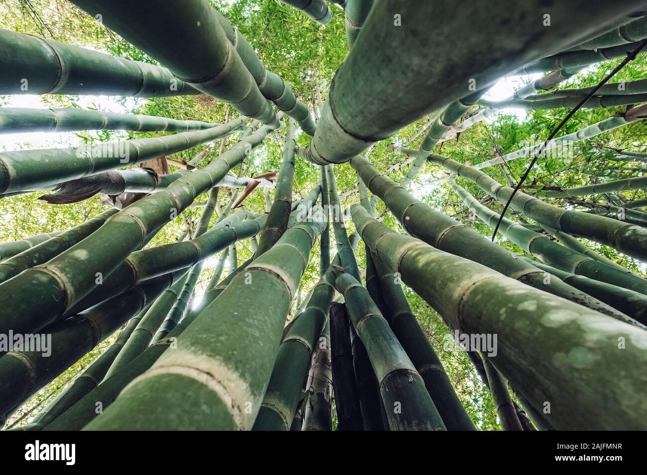 Looking up in green bamboo forest. Stock Photo