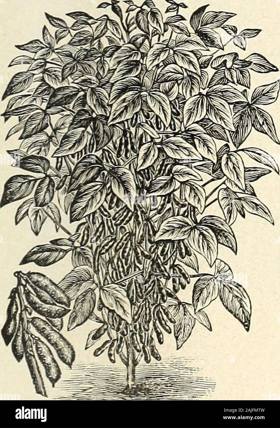 H.W Buckbee seed and plant guide : 1905 . nce. Mr. Queen, the originator, says: It is so far aheadof all others that 1 have seen or tried as to be beyond comparison in everyrespect, especially in yield, in sturdy growth, in size and in color whenpopped-being of a delicate golden yellow. Pkt, 5c; Vi pt. 15c.; pt, 25c,;qt. 40c. Mapledale Prolific—Th is remarkable variety originated with Prof. R. L. Weth-erell. of Davenport Iowa, who states: I selected on my Mapledale FruitFarm this year ten stalks with 121 ears, or an average of 12 ears to thestalk, one stalk having 19 ears. The stalks grow 6 fe Stock Photo