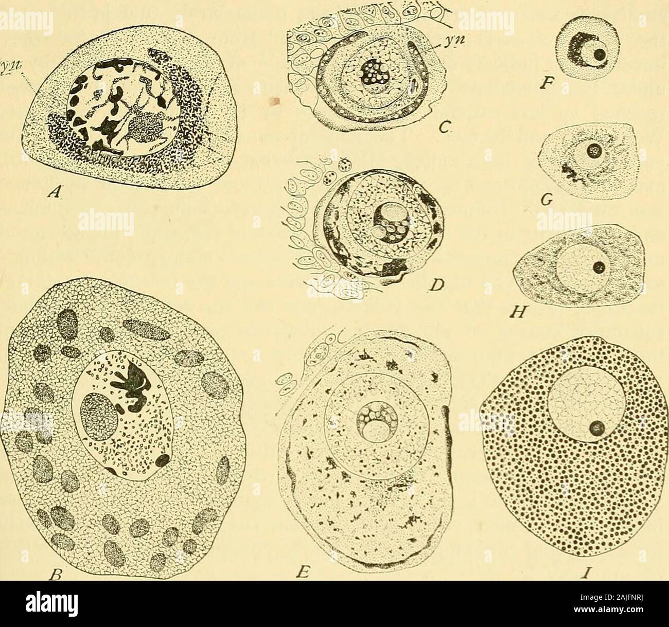 The cell in development and inheritance . eggs of Cyma-togaster (Hubbard, 94) Syngnathns (Henneguy, 96), the earthworm(Calkins, 95, Foot, 96), Polyzoiiiiini and other myriapods (Nemec,97, Van Bambeke, 98), LinndiLS (Munson, 98), Cypris (Woltereck,98), and Molgida (Crampton, 99). In nearly all of these forms theyolk-nucleus first appears in the form of a cap closely applied to oneside of the nucleus (Figs. 80, 81), sometimes so closely united to thelatter that it is difficult to trace a boundary between them. At alater period the yolk-nucleus moves away from the nucleus and in GROWTH AND DIFFER Stock Photo