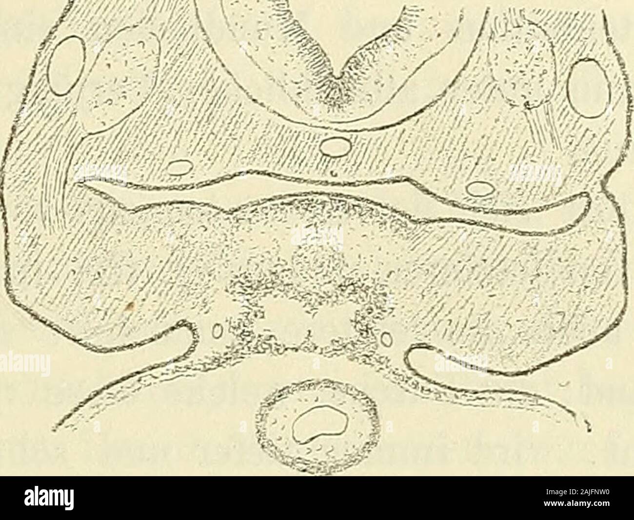 Anatomie menschlicher Embryonen . s, aus dem des drittender M. hyoglossus. Diese Muskeln, deren Hauptgebiet auch späternoch in die Zungenwurzel fällt, schieben sich, wie ich annehmenmuss, von ihren primären Ausgangspunkten aus in den Zungen-körper vor, dessen Seitenabschnitte sie schrittweise durchwachsen. Für eine dem Zungenkörper eigenthümliche Production halteich die Mm. transversus und longitudinalis superior. Schon auf denStufen von Bl constatire ich in der Mitte des Zungenkörpers einevorwiegend transversale Anordnung der Zellenmaschen und unter üeber die Herkunft der Zungenmusculatur. 75 Stock Photo