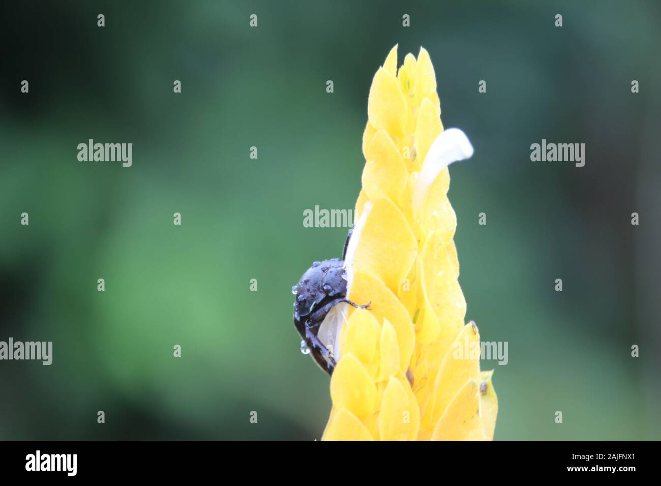 a beetle hugging a beautiful yellow flower in the village park near the highway Stock Photo