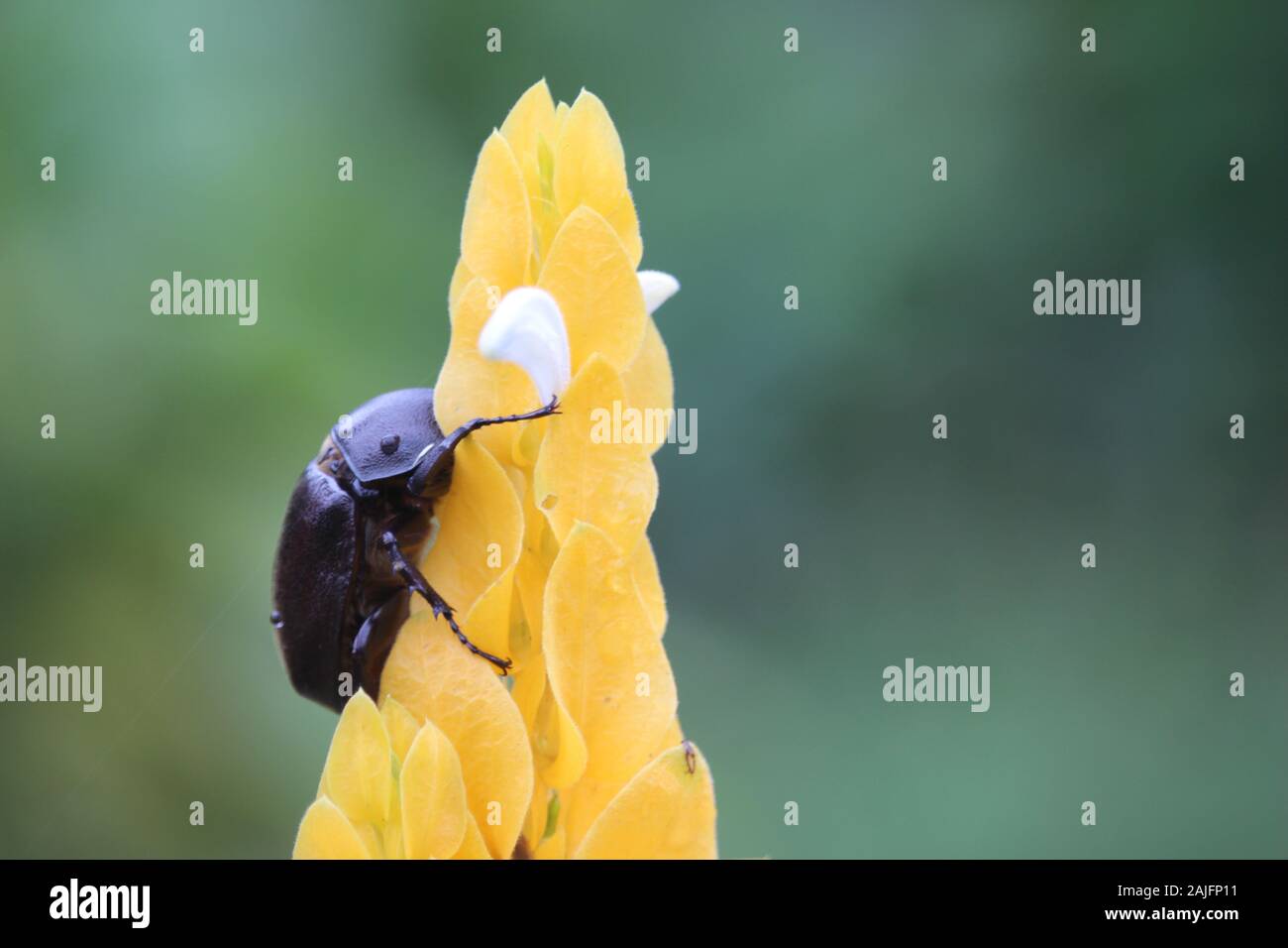 a beetle hugging a beautiful yellow flower in the village park near the highway Stock Photo