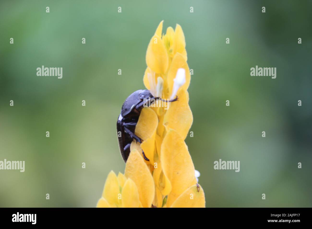 a beetle hugging a beautiful yellow flower in the village park near the highway Stock Photo