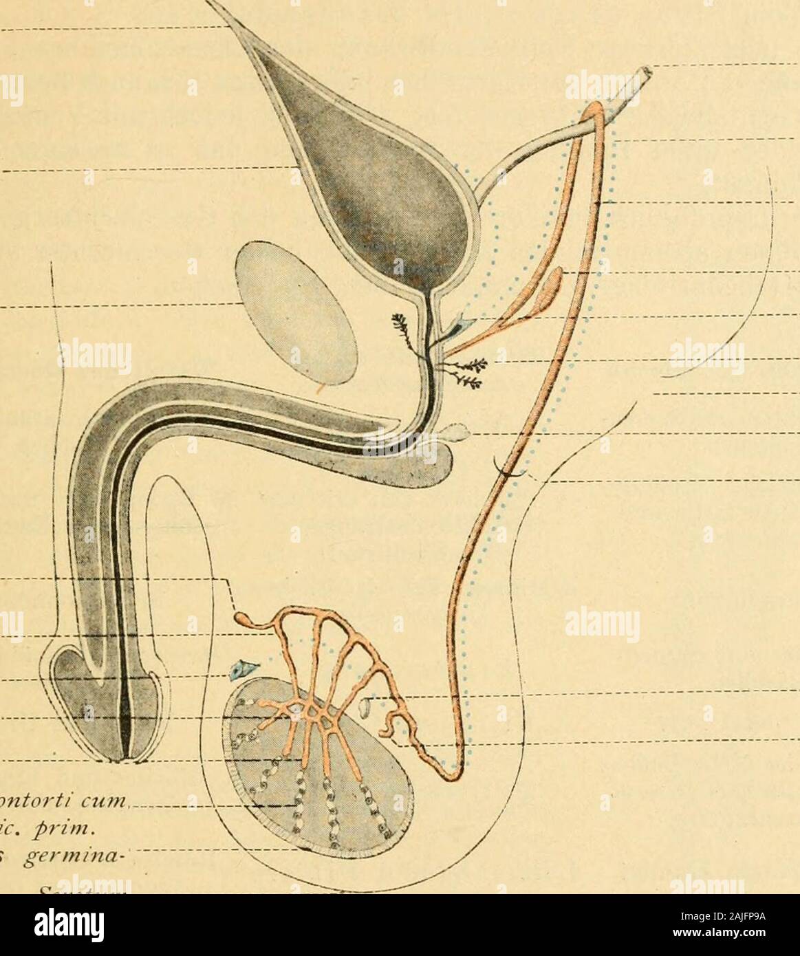 Die männlichen Geschlechtsorgane . Glatte Muskulatur Rhahdosphincter itrethrae? ProstatadrüsenBhidegeiiebe Pars mcntbranacea- Fig. 2r)7. Die vordere Wand der Blase, der Pars intramuralis, prostaticaund memhraiiaceiv ist abgetragen. Samenhügel mit den Mündungen des Utriculus,den Mündungen der Ductus ejaculatorii zu beiden Seiten und den Öffnungen einigerl)rostalischen Drüsen. Proximal von dem Colliculus seminalis die Cristae urethralesund distal die Prenula cristae. Nach einem Formolpräparat eines Erwachsenen, umdas Doppelte vergrößert. Entwicklung der CTPsehleclitsovaane. ao3 Diese Anlagen zer Stock Photo