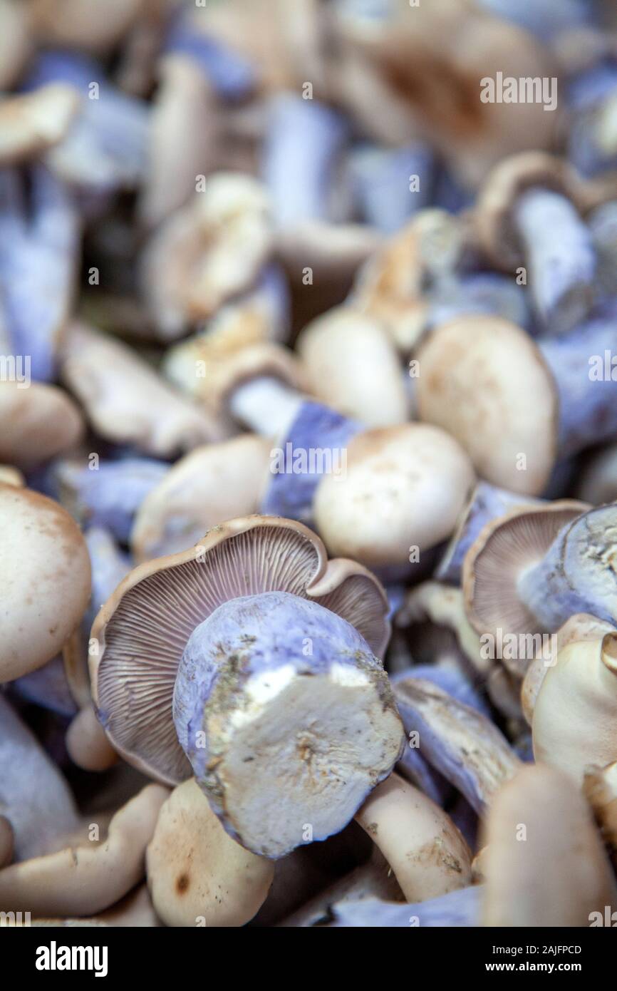 Pied Bleu Mushrooms at Borough Market in London , UK Stock Photo